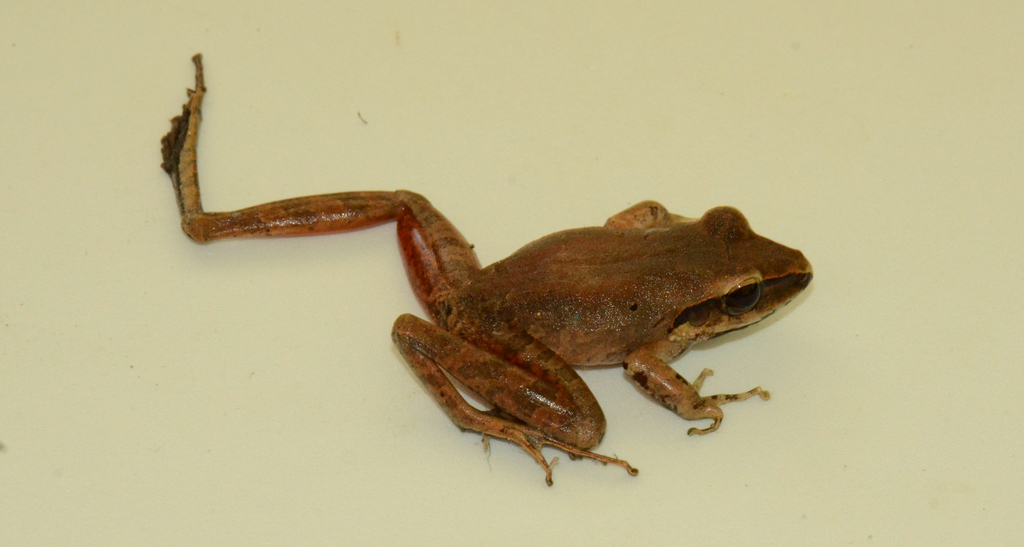Craugastor raniformis (Anfibios de (Amphibian of) Nilo, Cundinamarca