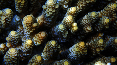 Acropora millepora