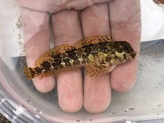 Lipophrys trigloides