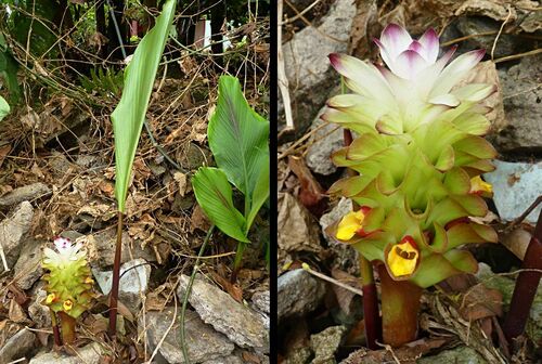 Curcuma Aeruginosa (Curcuma aeruginosa)