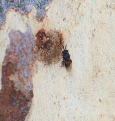 Brachymeria podagrica