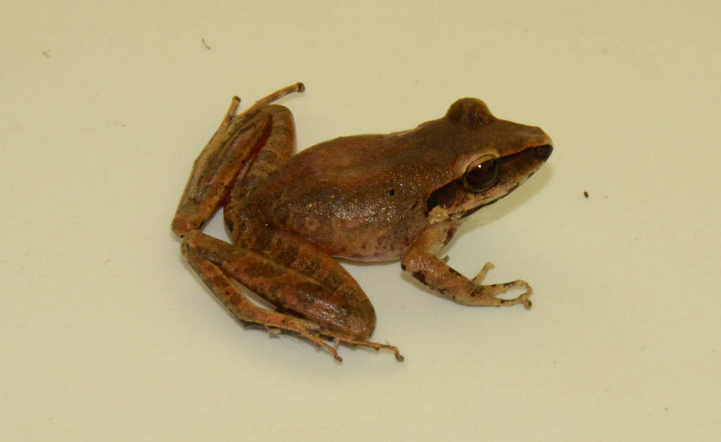 Craugastor raniformis (Anfibios de (Amphibian of) Nilo, Cundinamarca