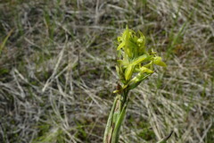 Platanthera tipuloides