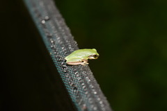 Hyla chinensis