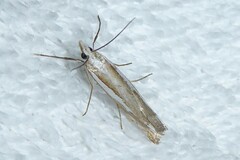 Orocrambus vittellus