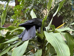 Corvus macrorhynchos levaillantii