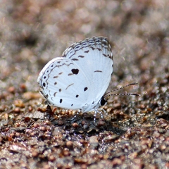 Neopithecops zalmora