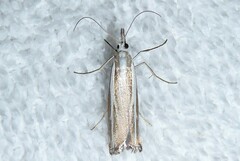 Orocrambus vittellus