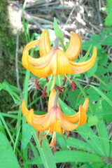 Lilium debile