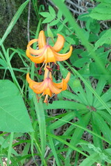 Lilium debile