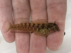 Parablennius incognitus