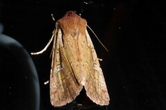 Ichneutica atristriga