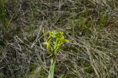 Platanthera tipuloides