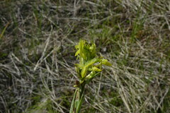 Platanthera tipuloides