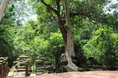 Lagerstroemia calyculata