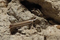 Orocrambus vittellus
