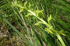 Platanthera tipuloides