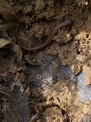 Batrachoseps attenuatus