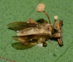 Ophiocordyceps dipterigena