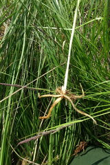 Platanthera tipuloides