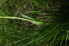 Platanthera tipuloides