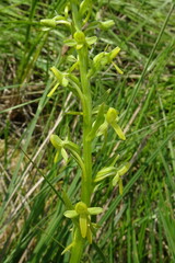 Platanthera tipuloides