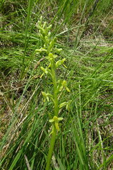 Platanthera tipuloides