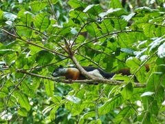 Callosciurus prevostii