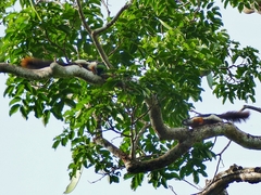 Callosciurus prevostii