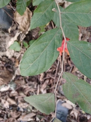 Glochidion philippicum