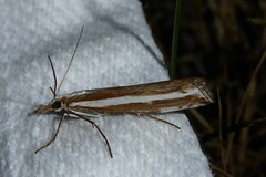 Orocrambus vittellus