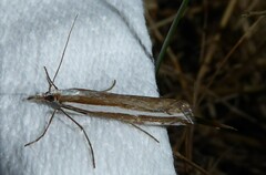 Orocrambus vittellus