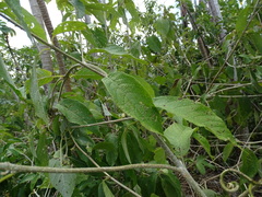 Callicarpa acuminata