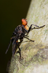 Loxoneura