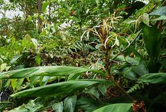Hedychium roxburghii