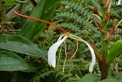 Hedychium roxburghii