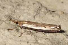 Orocrambus flexuosellus