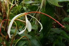 Hedychium roxburghii
