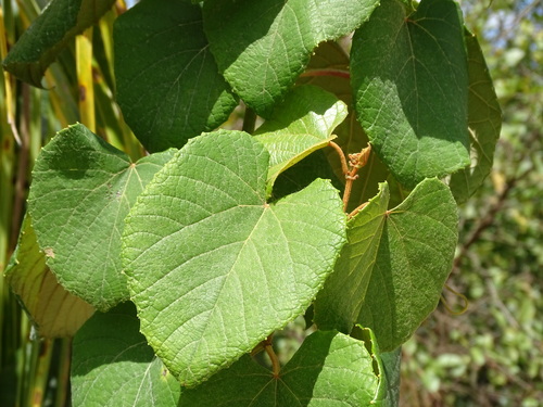 Image of Vitis tiliifolia by (c) Alexis López Hernández, some rights reserved (CC BY)