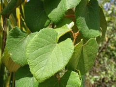 Vitis tiliifolia