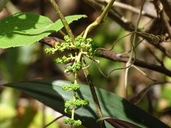 Vitis tiliifolia