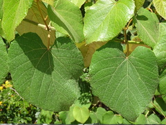 Vitis tiliifolia