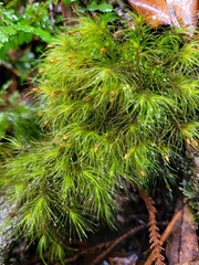 Dicranoloma menziesii