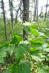 Filipendula camtschatica