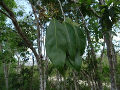 Nectandra coriacea