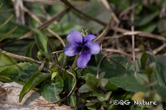 Viola philippica