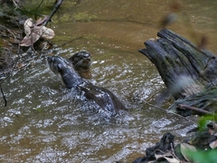 Lutrogale perspicillata