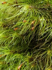 Dicranoloma menziesii