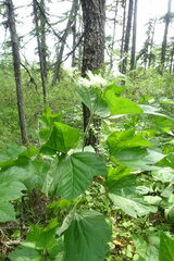 Filipendula camtschatica