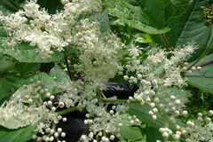 Filipendula camtschatica